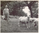 G. Bidwell and sheeps