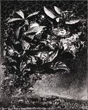 Józef Gielniak, Improvisation for Grażynka V, linocut, 1966.