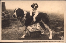 Schlingel-Baude, Bernhardiner Balder von der Rose u. Blonda vom Riesen-Gebirge [Dokument ikonograficzny]