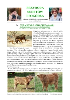 Tur a bydło szkockie (górskie) [Dokument elektroniczny]