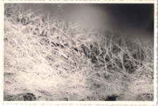 Akcja żniwa w 1968 r., zdjęcie 9