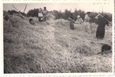 Akcja żniwa w 1968 r., zdjęcie 11