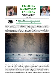 Jeleń : największe zwierzę w Karkonoszach [Dokument elektroniczny]