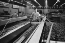 Kowary - Fabryka Dywan&oacute;w (fot. 1) [Dokument ikonograficzny]