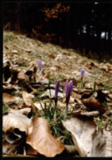 Rezerwat krokusów w Górzyńcu (fot.2) [Dokument ikonograficzny]