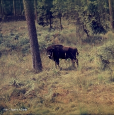 Żubr w lesie [Dokument ikonograficzny]