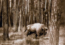 Żubr w ruchu [Dokument ikonograficzny]