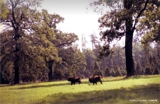 Żubry na polanie [Dokument ikonograficzny]
