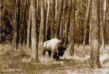 Żubr między drzewami [Dokument ikonograficzny]