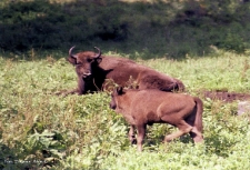 Żubr i młode [Dokument ikonograficzny]