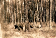 Żubry z młodymi [Dokument ikonograficzny]