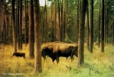 Żubr za drzewami z młodym [Dokument ikonograficzny]