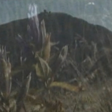 Jelonce i Sudetom: Góry [Film]