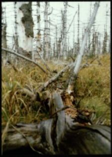 Góry Izerskie (fot.6) [Dokument ikonograficzny]