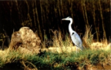 Czapla siwa [Dokument ikonograficzny]