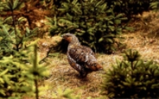 Kura głuszca [Dokument ikonograficzny]