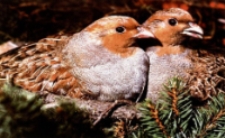 Kuropatwy [Dokument ikonograficzny]