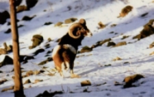 Muflon [Dokument ikonograficzny]