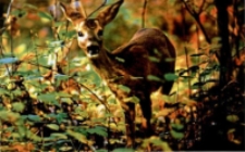 Sarna [Dokument ikonograficzny]