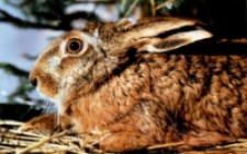 Zając szarak [Dokument ikonograficzny]