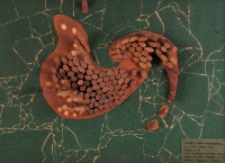 „Fen” (Sudecki Halny) [Dokument ikonograficzny]