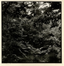 Z cyklu „Fotografia nieortodoksyjna” : 1/10 [Dokument ikonograficzny]