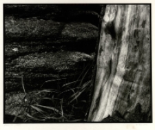 [Bez tytułu] [Dokument ikonograficzny]