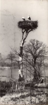 Bociany - na gnieździe [Dokument ikonograficzny]