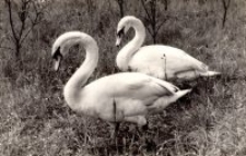 Łabędzie [Dokument ikonograficzny]