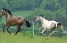 Galopujące konie [Film]