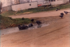 Osiedle Spółdzielni Mieszkaniowej Lokatorsko-Własnościowej w Trzebnicy przy ul. M. Skłodowskiej-Curie w Obornikach Śląskich, 1997 r. (fot. 4) [Dokument ikonograficzny]