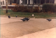 Osiedle Spółdzielni Mieszkaniowej Lokatorsko-Własnościowej w Trzebnicy przy ul. M. Skłodowskiej-Curie w Obornikach Śląskich, 1997 r. (fot. 10) [Dokument ikonograficzny]