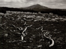 Kosówka na szczycie - Smogornia 2010 [Dokument ikonograficzny]