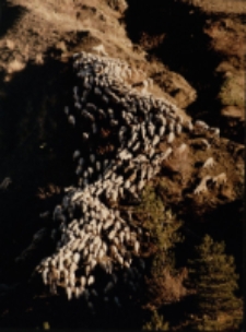 Stado [Dokument ikonograficzny]