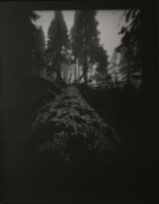 Drzewo w ciemnym lesie [Dokument ikonograficzny]