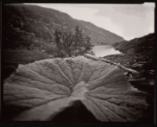 Liść na tle Małego Stawu [Dokument ikonograficzny]