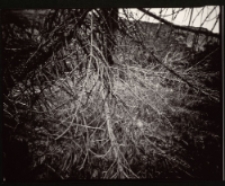 Suche drzewo w suchym lesie [Dokument ikonograficzny]