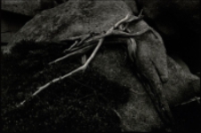 Bez tytułu [Dokument ikonograficzny]