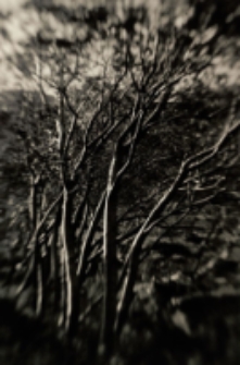 Karkonosze 2011 [Dokument ikonograficzny]