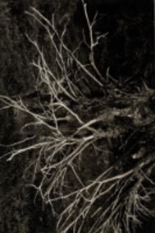 Karkonosze 2011 [Dokument ikonograficzny]