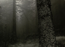 Las w okolicach Wielkiego Stawu w Karkonoszach [Dokument ikonograficzny]