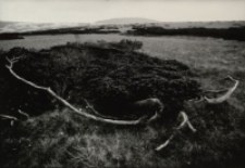 Bez tytułu [Dokument ikonograficzny]