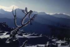 ... przetrwać [Dokument ikonograficzny]