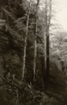 Bez tytułu [Dokument ikonograficzny]