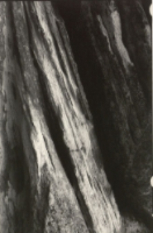 Bez tytułu [Dokument ikonograficzny]