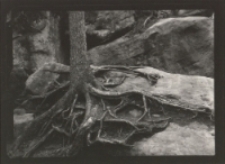 Bez tytułu [Dokument ikonograficzny]