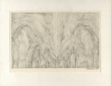 [Drzewo] [Dokument ikonograficzny]