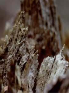 Bez tyrułu [Dokument ikonograficzny]