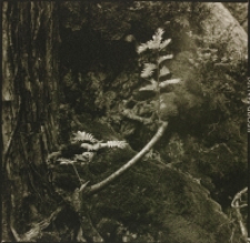 Szczeliniec [Dokument ikonograficzny]