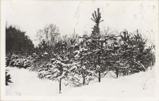 Zima w lasach obornickich, 1974 r. [Dokument ikonograficzny]